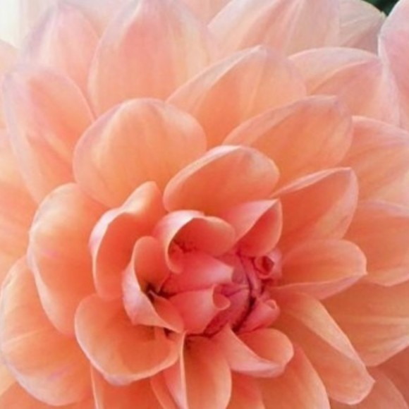 Meet the Posher, Elizabeth! - Picture 3 of 4